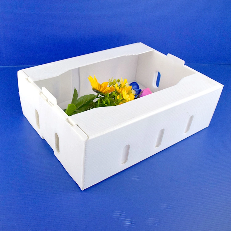 Vegetable and Fruit PP Corrugated Plastic Packaging Box